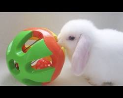 rabbit playing with a toyの画像