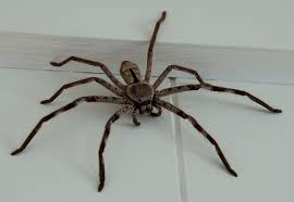 Image result for huntsman spider australia images