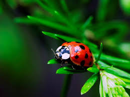 Image result for wallpaper ladybird