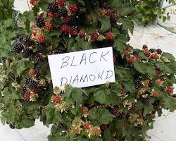 Зображення: Blackberry plant in greenhouse