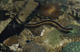 Rare venomous sea snake washes up on a SoCal beach