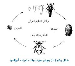 شركة رش مبيدات شرق الرياض 0553249290| شركة مكافحة حشرات شرق الرياض Images?q=tbn:ANd9GcQl0fK9oi6brDyTv0afzsm1hx2Lme2FFJoJz9GApzv5W1JajYbmLw