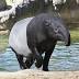 Tapir