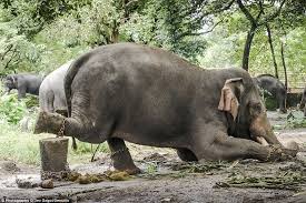 Image result for ill treatment of temple elephants in tamilnadu