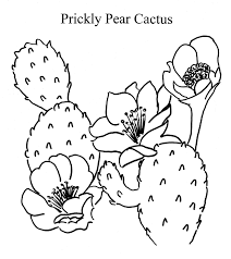 Résultat de recherche d'images pour "cactus coloring pages"