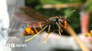 BBC - News update