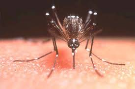 Resultado de imagen para dengue brasil