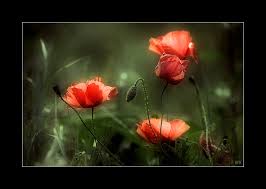 Картинки по запросу маки