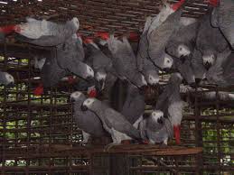 Image result for african grey parrot for sale