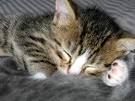 Image chaton qui dort