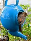 pictures of 2 parrots talking and singing palace
