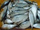 Frozen gizzard shad for sale