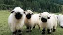 Valais Blacknose Sheep - US Fan Club Facebook