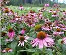 Echinacea purpurea kaufen