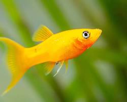 Image of Gold Molly fish