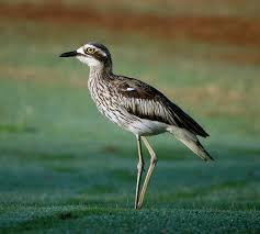 Image result for bush stone curlew