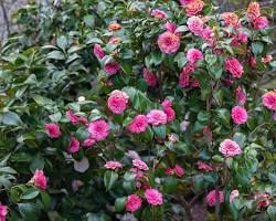 Camellia plant