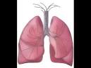 Atelectasis lung sounds