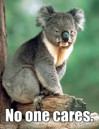 Koala Quotes. QuotesGram via Relatably.com