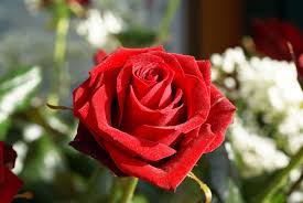 Image result for red rose images pictures