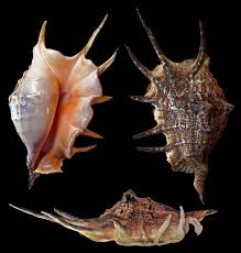 Gastropoda Stromboidea | People / Ulrich Wieneke