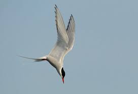 Image result for The Arctic Tern/ Sternaparadisaea