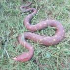 The Fake Rubber Snake Store