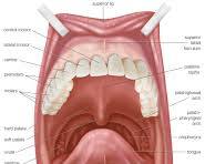 Image of Mouth anatomy diagram