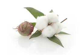 Image result for cotton