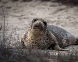 Image of A�o Nuevo State Park, Half Moon Bay with seals