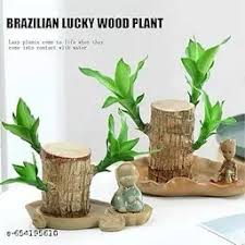 indoor tree planter pot Large Indoor Plant Pots & Ceramic Planters main image 0