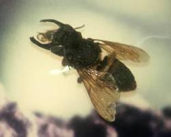 Imagen de Megachile pluto, la abeja gigante de Wallace