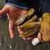 When Alaska shellfish turns deadly