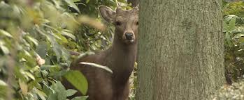 News source: Yahoo!ニュース