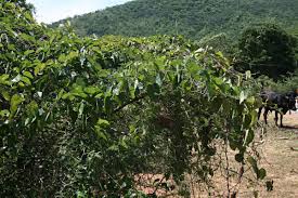Image result for Adenia panduriformis