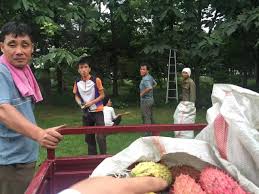 Hasil carian imej untuk  朝鲜农民