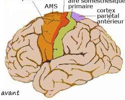 Cortex moteur