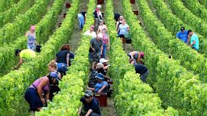 News source: Le Figaro Vin