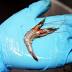 Two-headed prawn discovered at Townsville aquarium goes viral ...