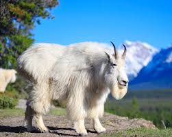 Image result for GOAT