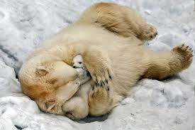 260 Animals in the wild. ideas | animals, animals wild ...