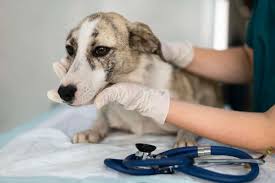 Evento gratuito reúne vacinação, adoção e ações de bem-estar animal em Fortaleza
