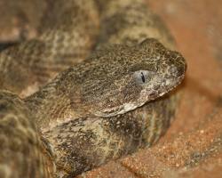 Image of Tiger Rattlesnake