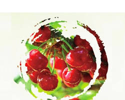 Image of Hongdeng Cherry