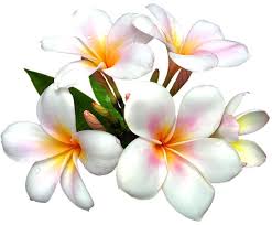 Image result for free clipart flowers