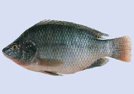Image result for tilapia fish
