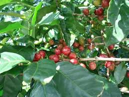 O cafezeiro – antiga denominação para o que chamamos hoje de cafeeiro – é uma planta natural das estepes da Etiópia. Seu fruto, tal como o guaraná para os índios do Brasil, era aproveitado por estes povos africanos a muitos séculos na confecção de bebidas. Da África seu uso passou aos persas, destes aos árabes que o divulgaram a partir do século XV como um grande estimulante. Assim suas sementes se espalharam por todo o mundo islâmico. Com o comércio com os árabes, o café chega a Constantinopla e logo em seguida a Europa, assim, resumidamente, o café ganhou o gosto de milhares de pessoas do Oriente a Europa.   O consumo do café popularizou-se muito na Europa durante o século XVII, onde toda a produção vinha da Arábia em pequenas escalas. Sendo então a cultura do café muito lucrativa, ela se estendeu por todos os cantos do globo, onde pudesse aclimatar-se, mas a procura do café era muito maior do que a produção, gerando falta do produto no mercado.   Na América do Sul a planta chegou pelas mãos dos franceses quando tentavam colonizar o Novo Mundo. Na tentativa de fincar raízes neste continente é que foram trazidas as primeiras mudas de café para o Brasil – por brasileiros em contato com os franceses – em 1727, plantando-as em Belém do Pará. Quase que de mãos em mãos as sementes do café foram “descendo” a costa do litoral brasileiro, sendo experimentado em diversas províncias (depois Estados) brasileiras até chegar na década de 1770 ao Rio de Janeiro, sendo nesta cidade onde a planta encontrou incrível adaptação.   Mas os agricultores brasileiros, ocupados em cultivar a cana-de-açúcar, ainda o produto agrícola de maior renda na economia do Brasil, estavam pouco ou nada interessados em plantar uma nova cultura. Assim sendo, no início de sua introdução o café obteve pouco apelo entre os brasileiros, pois a maioria dos senhores de engenho estavam ocupados em produzir uma cultura comercial, a cana-de-açúcar. Mas não é difícil de compreender porque a cultura do café substituiu a cultura da cana-de-açúcar nas grandes propriedades no Brasil. Em primeiro lugar, a demanda mundial de café era muito maior do que a do açúcar e só aumentava. Segundo, o café exigia menos mão-de-obra, pois a cana tinha que ser replantada (lembrando-se que não existia qualquer maquinário agrícola senão a enxada, a foice e a pá nas lavouras do Brasil exceto raras exceções ), e o café poderia durar entre 30 a 40 anos em produção.   Mesmo com a crise da indústria açucareira, a lavoura do café encontrou resistência a sua implantação na economia brasileira até a década de 1820, substituindo a partir daí a hegemonia da atividade econômica da cana na economia nacional. Depois de 1820 o café vai ocupando o lugar da cana-de-açúcar e de outras formas de cultivos no Rio de Janeiro e em São Paulo, servindo-se da base da estrutura agrícola deixada por estas e outras culturas. Neste sentido, a cultura do café de 1820 a 1870, atinge o auge de sua produção na região conhecida como Vale do Paraíba, contemplando as Províncias do Rio de Janeiro e de São Paulo (com destaque as cidades de Valença, Pindamonhangaba, Itú, Vassouras, etc.).   A cultura do café exigia grandes espaços de terras e mão-de-obra (escrava), neste sentido, o aumento da produção de café estava ligado ao crescimento da entrada de escravos, que alcançou o auge em 1848, dois anos antes da Lei Eusébio de Queiroz (1850) que proibia o tráfico de escravos, quando desembarcaram no Brasil 60.000 cativos africanos. Além disso, o café exigia grandes áreas de terras devido a falta de cuidados no campo, pois não existia a preocupação e a tecnologia necessária aos cuidados com a terra. Sendo assim, o cultivo do café se tornou uma cultura itinerante que se completava com a exaustão dos solos, seguido de novas derrubadas de matas e novos plantios de café, surgindo dai a expressão utilizada por Monteiro Lobato: “a marcha do café”, que invadia os solos paulistas e cariocas.   Devido a estas características do seu cultivo, o café a partir de 1870, com o encarecimento do preço dos escravos, com a erosão dos solos, e a exploração sem cuidados esgotaram as terras do Vale do Paraíba. As plantações de café, a partir de Itú e Campinas, passaram então a se expandir para a região conhecida como Oeste Paulista, onde se situam as cidades de Limeira, Piracicaba, Rio Claro, Araras, Ribeirão Preto. No final do século XIX, no Oeste Paulista, produzia-se o melhor e a maior quantidade de café para exportação do Brasil, nas plantações de terra roxa (nome derivado de rossa, vermelha em italiano), ideal para o cultivo da planta.