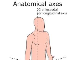 Image of Anteroposterior axis anatomy