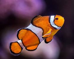 clownfish