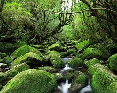 屋久島の画像